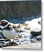 Plover In The Water Spray Metal Print
