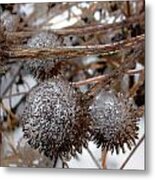 Pods In Ice Metal Print