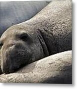 Point Piedras Blancas Elephant Seal 1 Metal Print