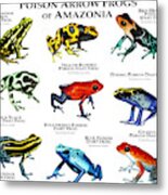 Poison Dart Frogs Of Amazonia Metal Print