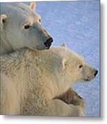 Polar Bear And Cub At Dawn Churchill Metal Print