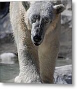 Polar Bear Balance Metal Print