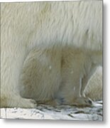 Polar Bear Cub Peeking Metal Print