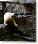 Polar Bear Cub Metal Print