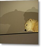 Polar Bear Shadows Metal Print