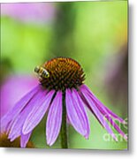 Pollen Tracks... Metal Print