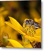 Pollenating Coreopsis Flower Metal Print