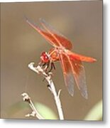 Pomegranate Eyes Metal Print