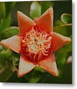 Pomegranate Star Flower Metal Print