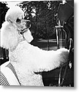 Poodle In The Drivers Seat Metal Print