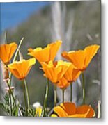 Poppies Metal Print