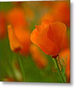 Poppy Art Metal Print