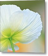 Poppy Metal Print