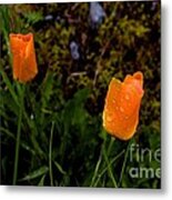 Poppy Drop Metal Print