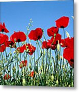 Poppy Flowers Metal Print