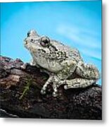 Portrait Of A Frog - 2 Metal Print