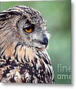 Portrait Of A Great Horned Owl Metal Print