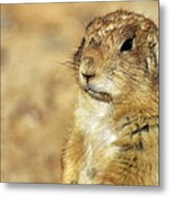 Portrait Of A Prairie Dog Metal Print