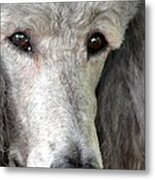 Portrait Of A Silver Poodle Metal Print