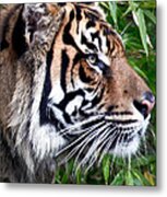 Profile Of A Sumatran Tiger Metal Print