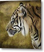 Portrait Of A Tiger Metal Print