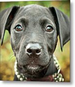 Portrait Of Black Lab Puppy Metal Print