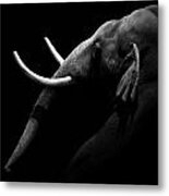 Portrait Of Elephant In Black And White Metal Print