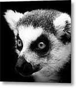 Portrait Of Lemur In Black And White Metal Print