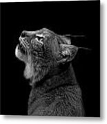 Portrait Of Lynx In Black And White Metal Print