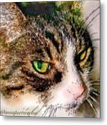 Portrait Of Mittens (1995-2012) Metal Print