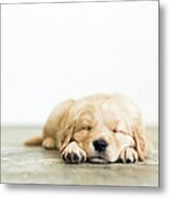 Portrait Of Puppy Sleeping On Wooden Metal Print