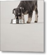 Portrait Of Schnauzer Eating From Dog Bowl Metal Print