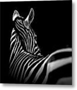 Portrait Of Zebra In Black And White Ii Metal Poster