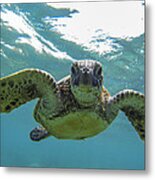 Posing Sea Turtle Metal Print