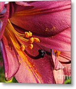 Powdered Pollen Metal Print