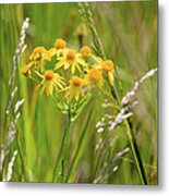 Prairie Ragwort Metal Print