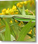 Praying Mantis In September Metal Print