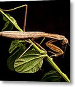 Praying Mantis Metal Print