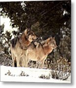 Predators Metal Print