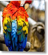 Preening Tropicana Macaw Metal Print
