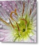 Primrose Metal Print