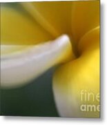 Princess Plumeria Metal Print