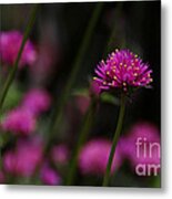 Pretty In Pink Metal Print