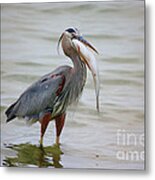 Prize Catch Metal Print