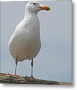 Profile In Spring Metal Print