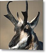 Pronghorn Antelope In The Fall Montana Metal Print