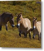 Przewalskis Horse Trio In Grassland Metal Print