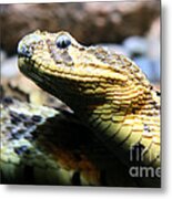 Puff Adder Snake Metal Print