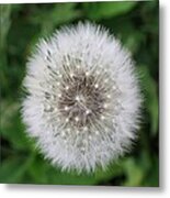 Puff Metal Print