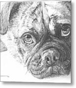 Pug Closeup Pencil Portrait Metal Print